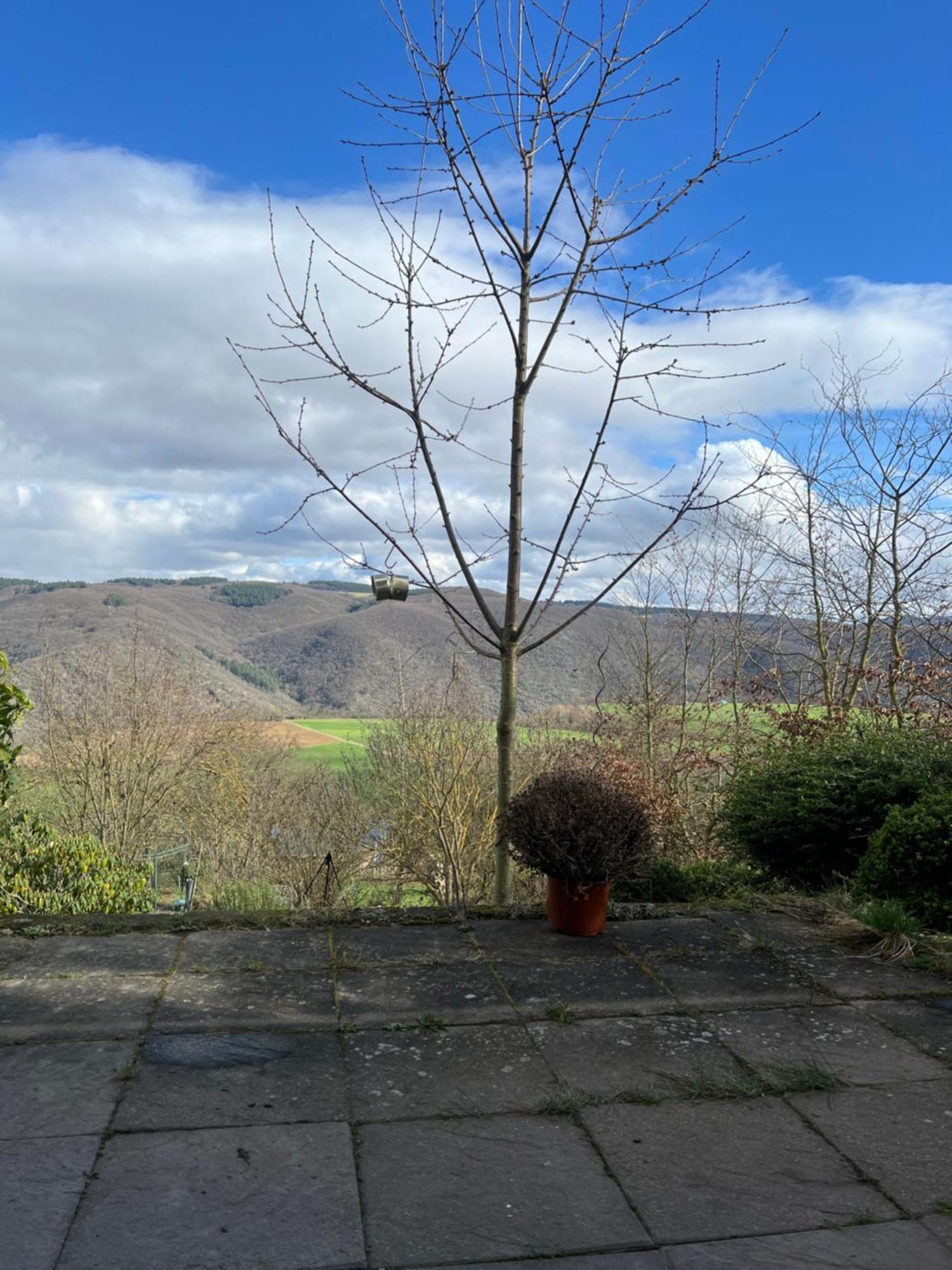Ferienwohnung Pfalzblick บาคาราค ภายนอก รูปภาพ